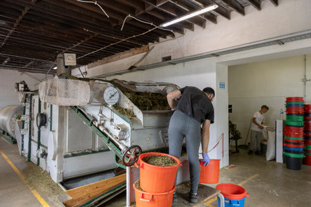 Gorreana, Azores - 29.06.2023: Worker putting tea leaves into leaf spread machine. Gorreana Tea Factory on the island of SÃ£o Miguel in the Azoresのeditorial素材