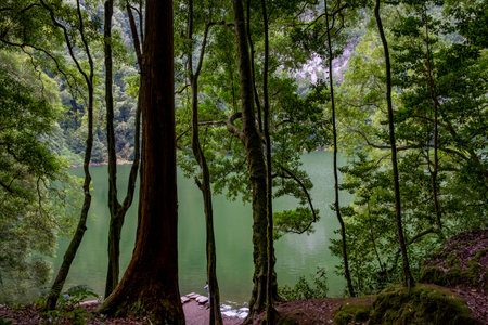 Scenic view of big trees and lake Congro Lake "Lagoa do Congro" in the background. Sao Miguel island in the Azores.の写真素材