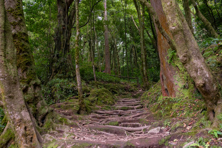 Hiking trail in the forest of Lake of Congro "Lagoa do Congro" in the Island of Sao Miguel in the Azoresの写真素材