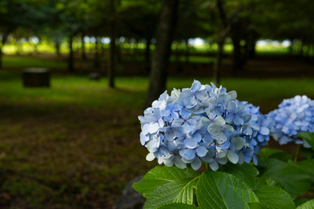 Blue hydrangea flowers in the park. Selective focus.