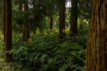 Tropical forest with tall trees and yellow flowers Flor de Conteira. Hedychium Gardnerianum Flower...