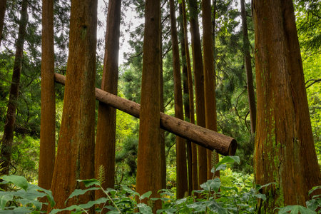 Green Forest with tall trees in the Park (Mata Jose do Canto) on the Lagoon of Furnas, Sao Miguel...