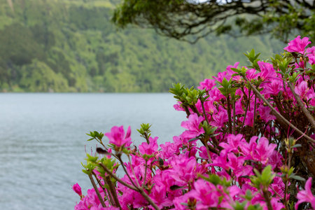 Close up to Azalea flowers on the shore of the lagoon of Sete Cidades. Selective focus. Sao Miguel Island, Azoresの写真素材