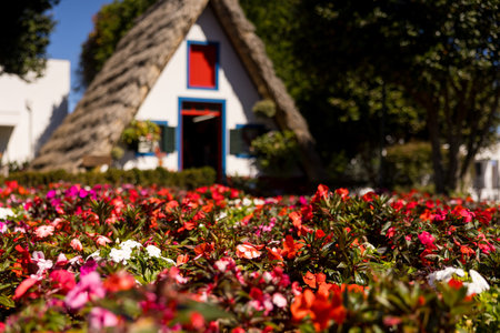 Selective focus on flowers with the traditional Santana house in background. Madeira island, Portugal.の写真素材