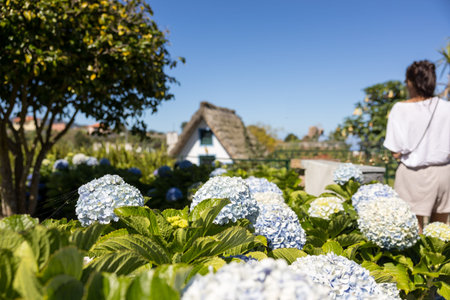 Hydrangea flowers (selective focus) with traditional Santana house in background. Madeira island,...
