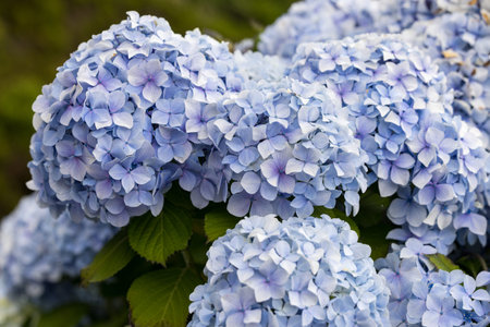 Hydrangea flowers in full bloom. Close-up, selective focus. SÃ£o Miguel Island, Azores, Portugal