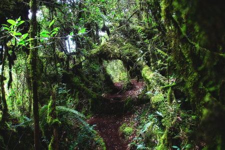 Forest alleyway
