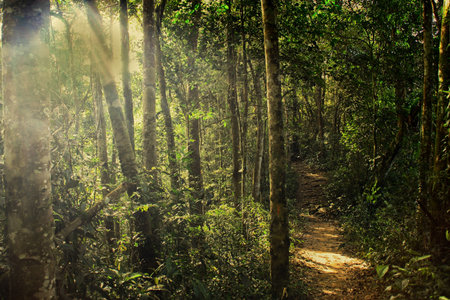 Natural forest light and path