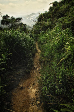 Natural path hiking in the forest.の写真素材