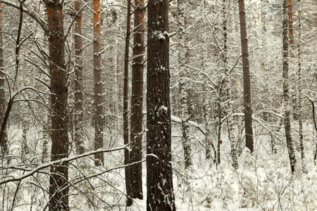 winter forest. Trees covered with snow and frost. The weather is clear and windless.