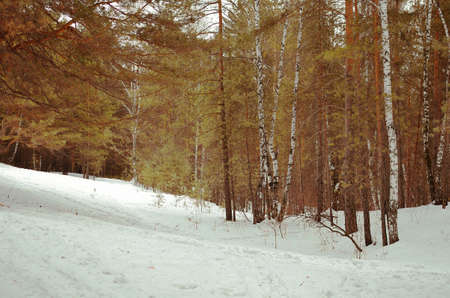 walking through the spring forest in cloudy weatherの写真素材