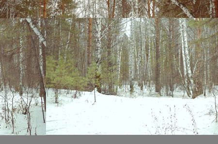 walking through the spring forest in cloudy weatherの写真素材