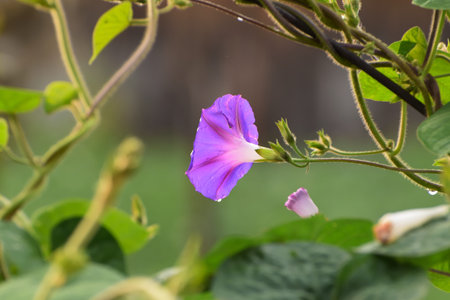 flowers grow in the garden
