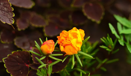beautiful flowers grow in the garden