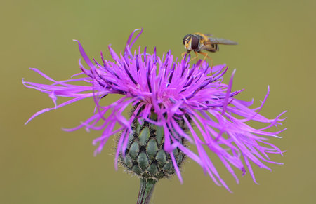 a bee on a flower
