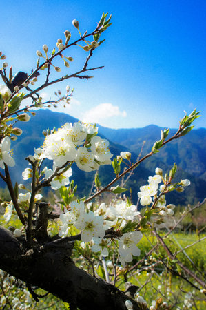The prunus in blossom and with blue sky and mountain view.