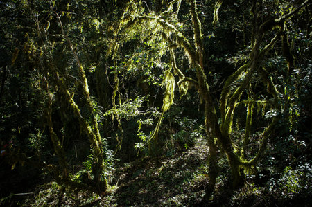 Vines in forest with sunshines makes a mystery world.の写真素材