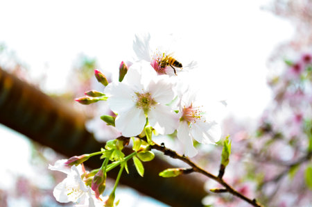 Sakura in Tamsui Taipei Tian Yuen Temple. Bee on the sakura on the time