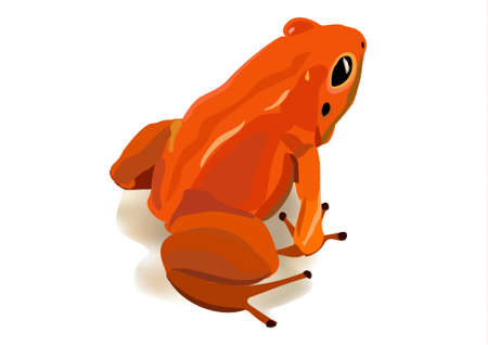 Red poison frog from Costa Rica on a white background. Vector image.のイラスト素材
