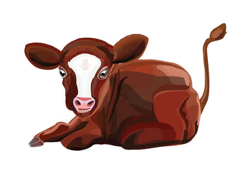cow calf liesのイラスト素材