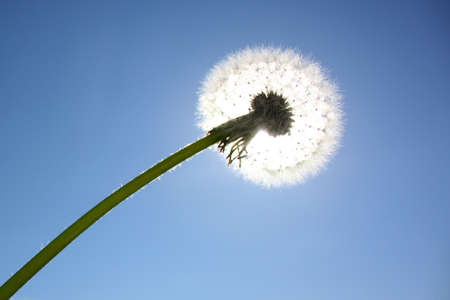 The dendelion in the summerの写真素材