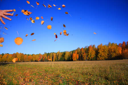 yellow leaves on the blue sky backgroundの写真素材