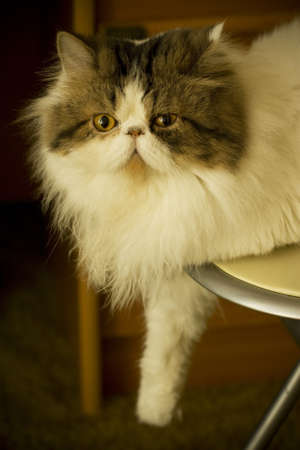 A fluffy cat is lying on a chairの写真素材