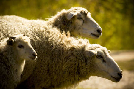 Three sheep on the natureの写真素材