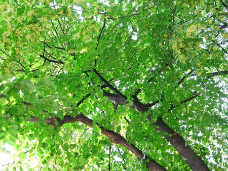 Green linden branches in the blossom