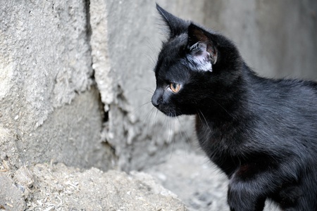 The little black kitten preparing to jumpの写真素材