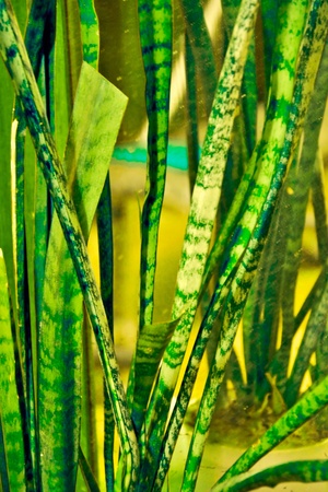 Sansevieria Trifasciata [natural evergreen plant decorative background]の写真素材