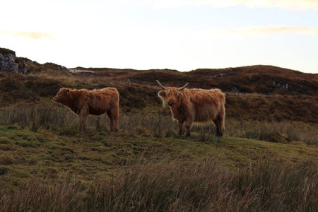Long hair scottish cattle mother and calfの写真素材