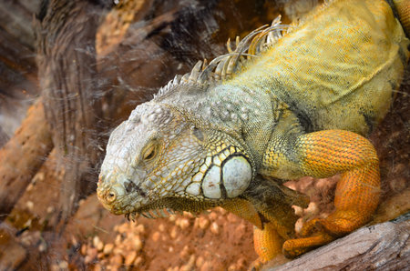 Lizards rare endangered yellow zoo in Thailand.の写真素材