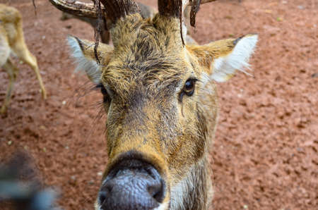 Deer in a zoo in Thailand are looking at the camera.の写真素材