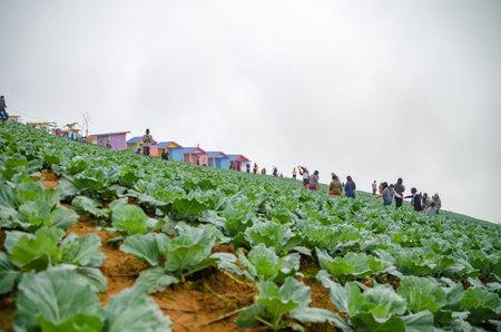 PHETCHABOON, THAILAND - OCTORBER 24, 2015: Season of tourists to Season of tourists to Phu Thap berk. Phetchabun, Thailandのeditorial素材