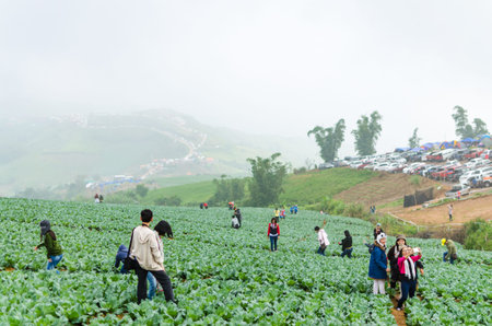 PHETCHABOON, THAILAND - OCTORBER 24, 2015: Season of tourists to Season of tourists to Phu Thap...