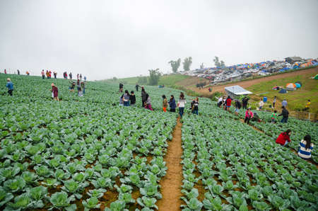 PHETCHABOON, THAILAND - OCTORBER 24, 2015: Season of tourists to Season of tourists to Phu Thap berk. Phetchabun, Thailandのeditorial素材