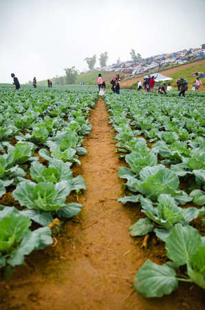 PHETCHABOON, THAILAND - OCTORBER 24, 2015: Season of tourists to Season of tourists to Phu Thap berk. Phetchabun, Thailandのeditorial素材