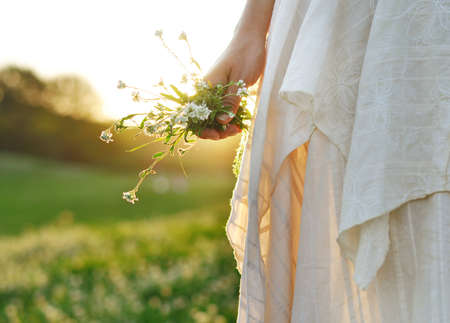 Female hand holding white wild flowers, summer evening.の写真素材