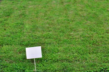 The white empty plate against a green lawn.の写真素材