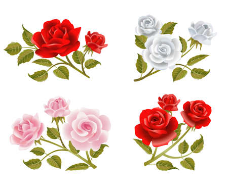 Vector rose buttonholesのイラスト素材