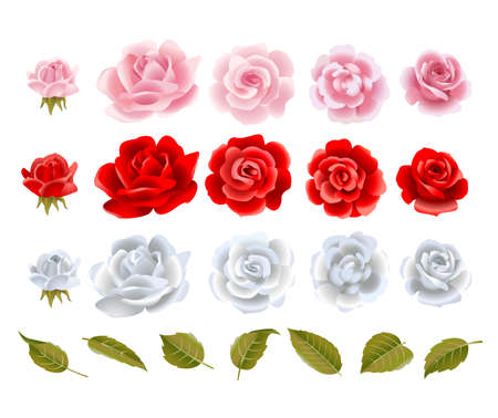 Vector  roses.のイラスト素材