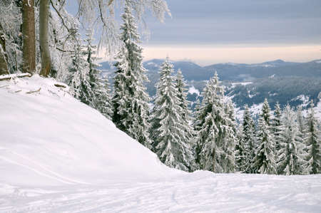 Morning in Carpathians Mountains, trees covered by snowの写真素材