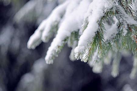 Pine tree branches coverd with white snowの写真素材