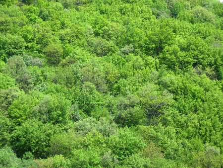 Green forrest, mountain