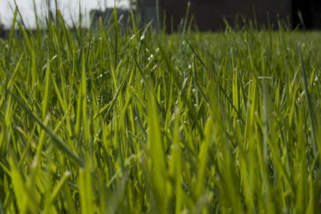 A view from the grassの写真素材