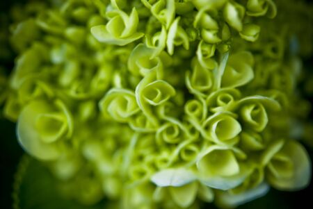 Fractal Plant Close Upの写真素材