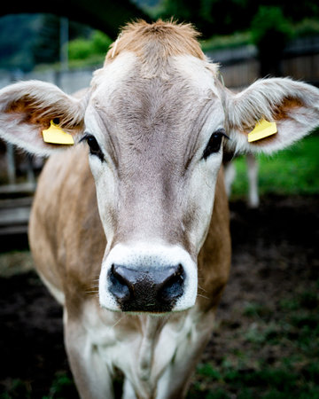 A cow staring into the cameraの写真素材