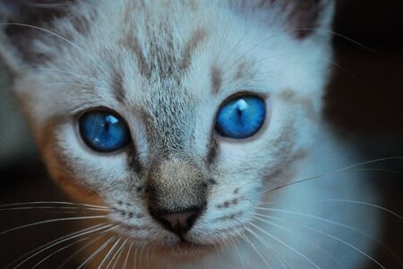 cat faceの写真素材