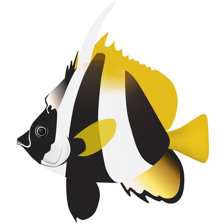 masked banner fishのイラスト素材